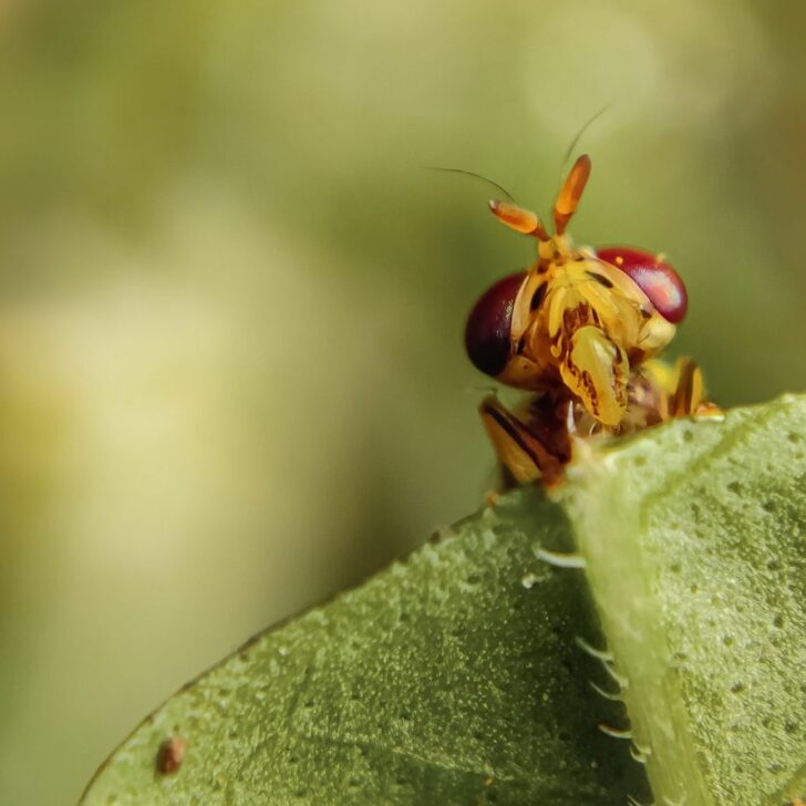 ¿Cuál es la diferencia entre las moscas de la fruta y las pulgas? (Debate) – Todas las diferencias