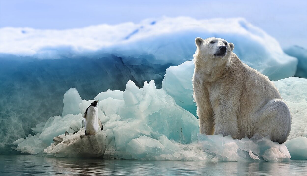 Una imagen de un oso polar.