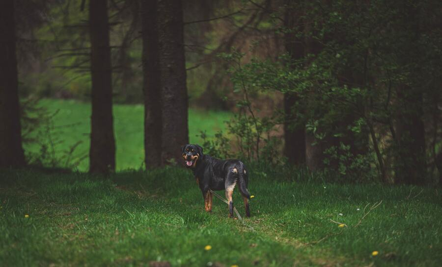 Un Rottweiler estándar disfrutando del bosque