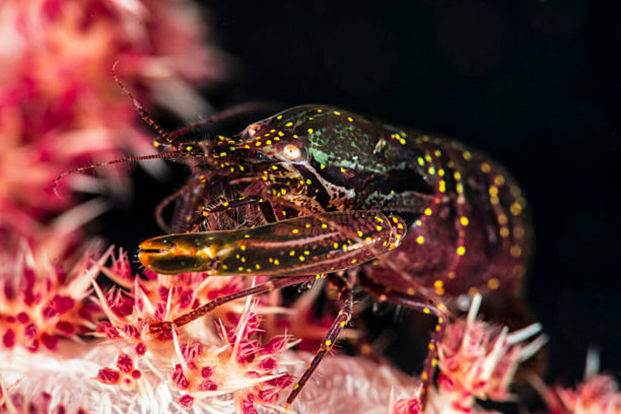 Los camarones mantis son más fuertes que los camarones pistola