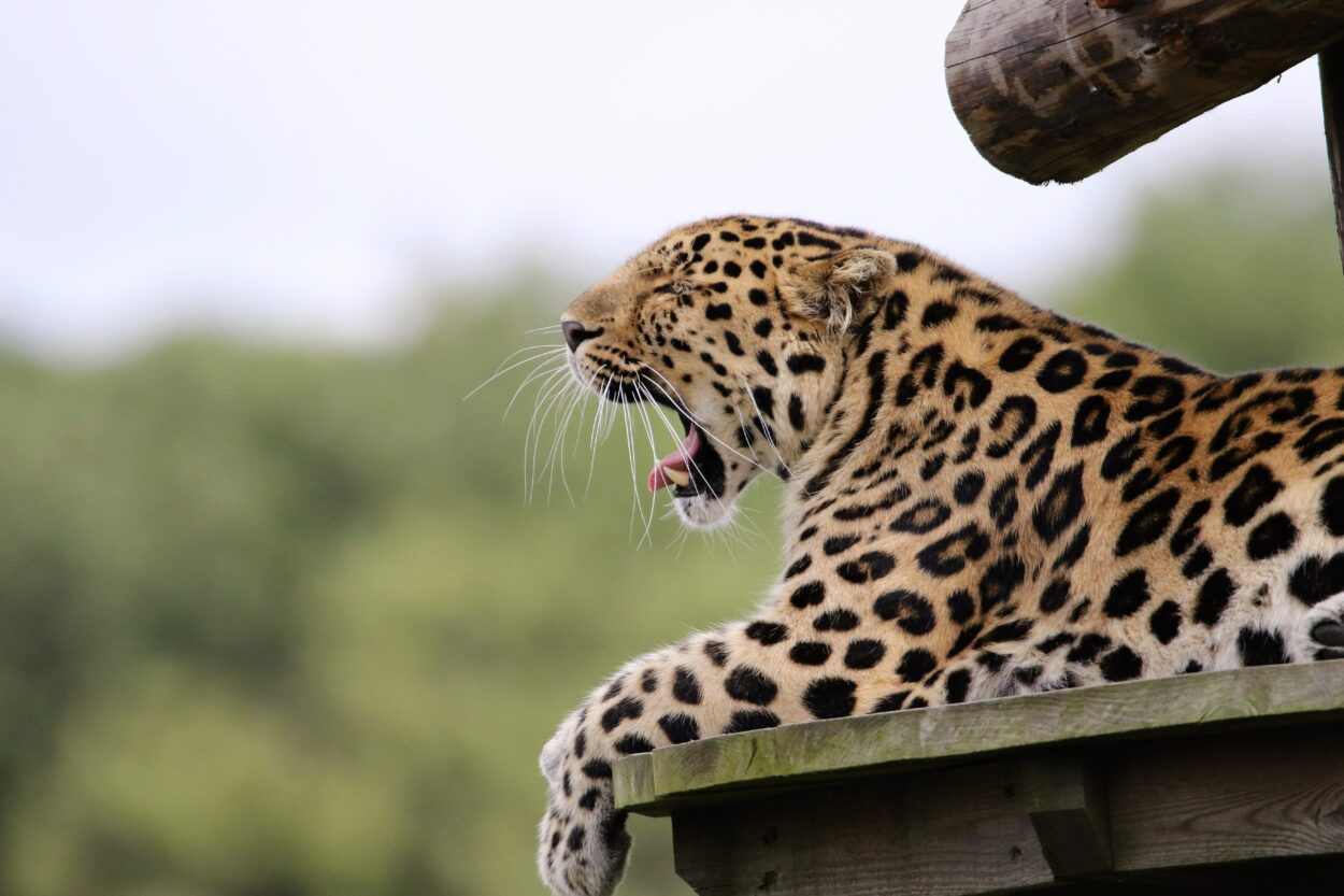 Leopardo Marrón y Negro