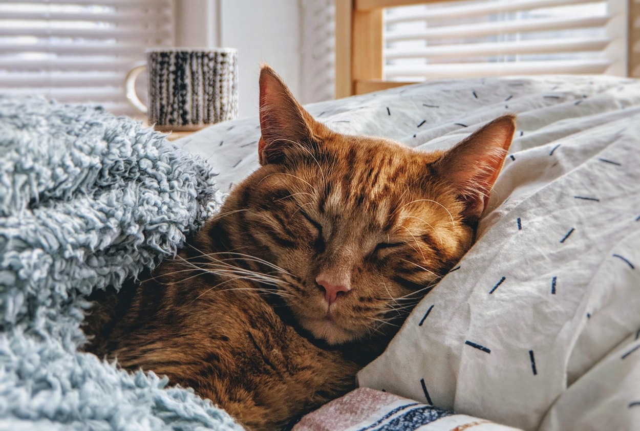 ¿Qué mirar antes de comprar un edredón? 