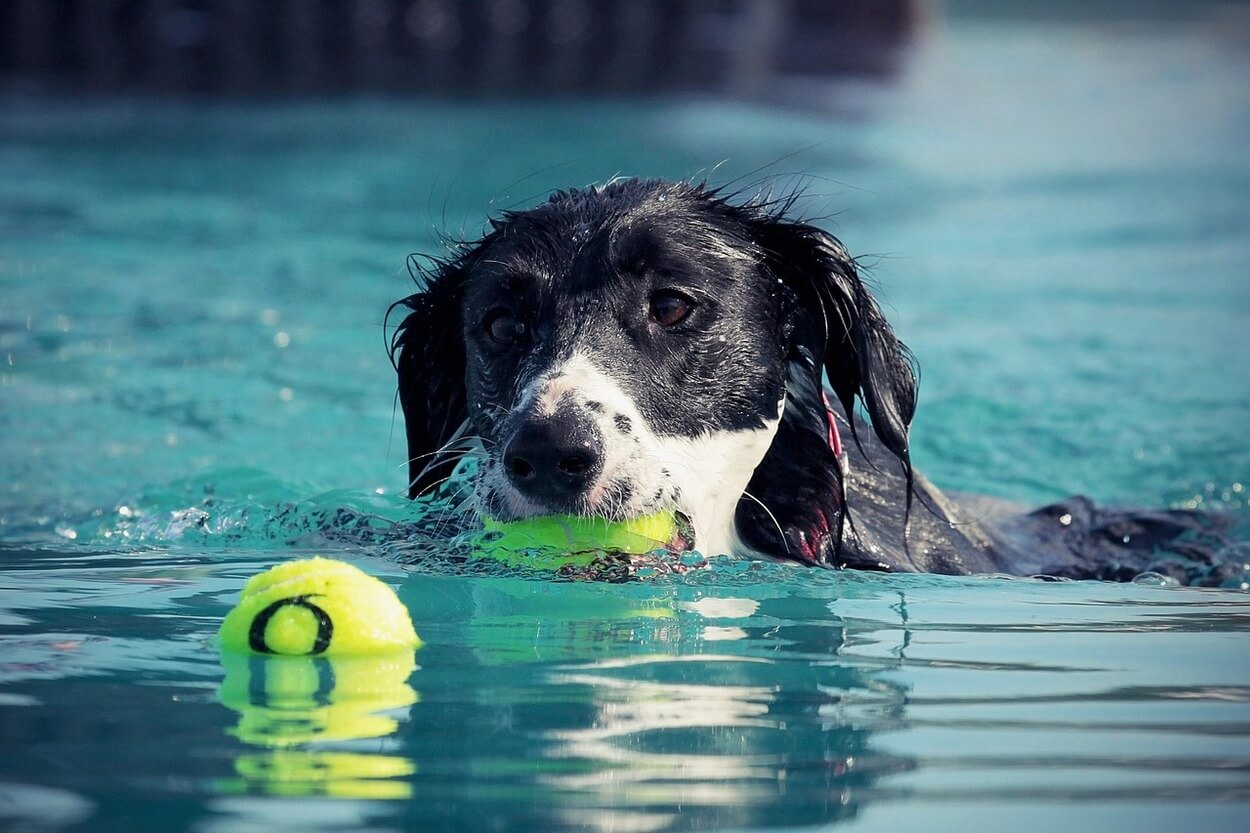 Una imagen de un perro jugando con una pelota.