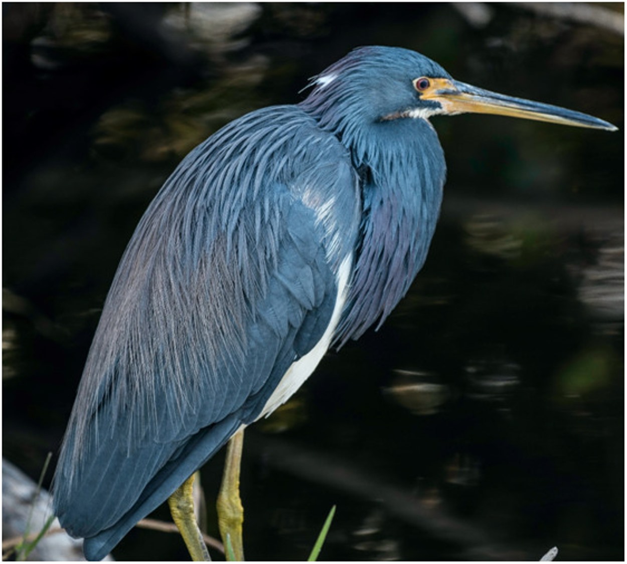 ¿Cuál es la diferencia entre una garceta y una garza? (Encontremos la ...