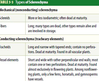 10 Diferencia entre Fibras y Esclereidas con Tabla