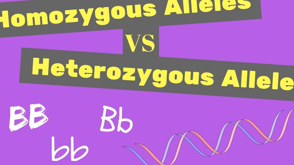 10 diferencias atractivas entre alelos dominantes y recesivos en forma puntual 10 diferencias atractivas entre alelos dominantes y recesivos en forma puntual