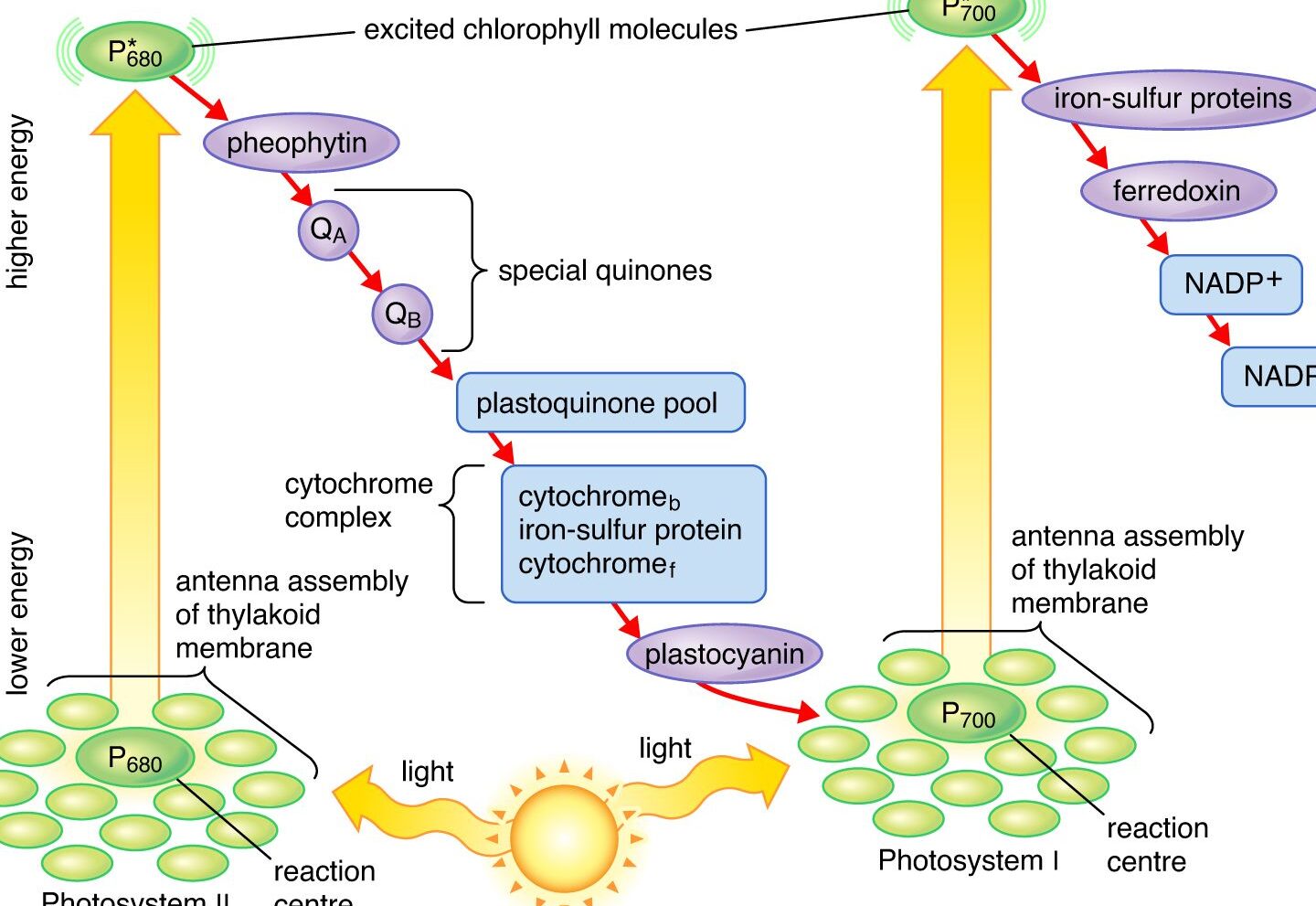 10 diferencias cruciales entre el fotosistema I y el fotosistema II con la tabla