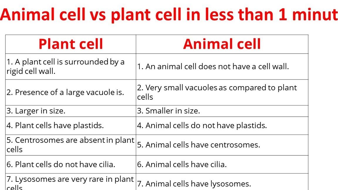 10 Diferencias entre anatomía y fisiología con tabla comparativa 10 Diferencias entre anatomía y fisiología con tabla comparativa
