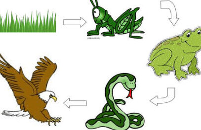 10 diferencias entre la cadena alimentaria y la red alimentaria (con tabla)
