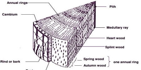 10 Diferencias entre Spring Wood y Autumn Wood con Mesa 10 Diferencias entre Spring Wood y Autumn Wood con Mesa