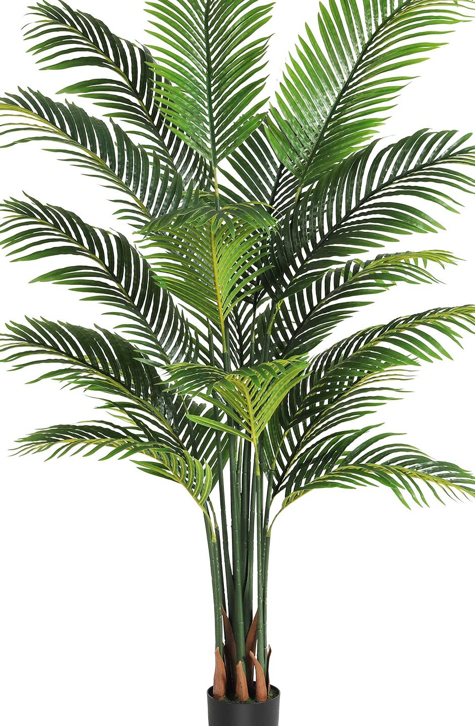 10 Diferencias entre Tallo y Tronco (Con Tabla) 10 Diferencias entre Tallo y Tronco (Con Tabla)