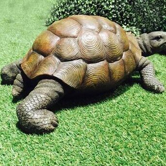 10 diferencias honestas entre tortuga y tortuga con similitudes