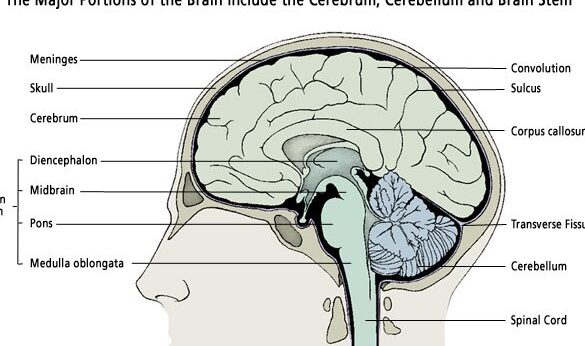 10 diferencias importantes entre el cerebro y el cerebelo
