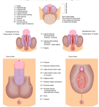 10 diferencias importantes entre el sistema reproductor masculino y femenino