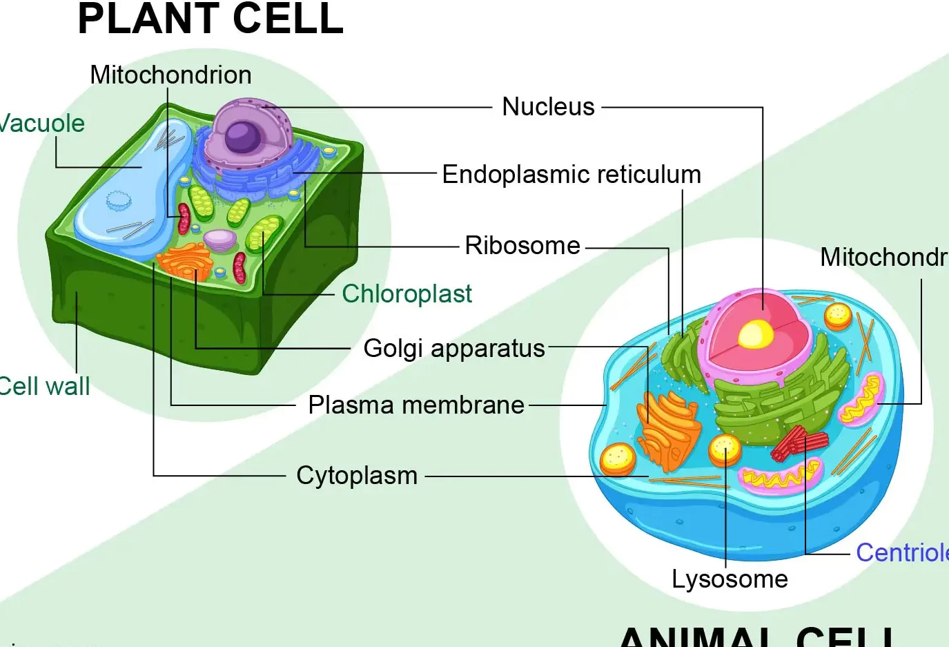 10 diferencias importantes entre plantas y árboles con mesa