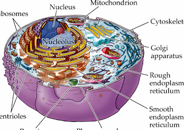 10 Enorme diferencia entre citoplasma y nucleoplasma 10 Enorme diferencia entre citoplasma y nucleoplasma