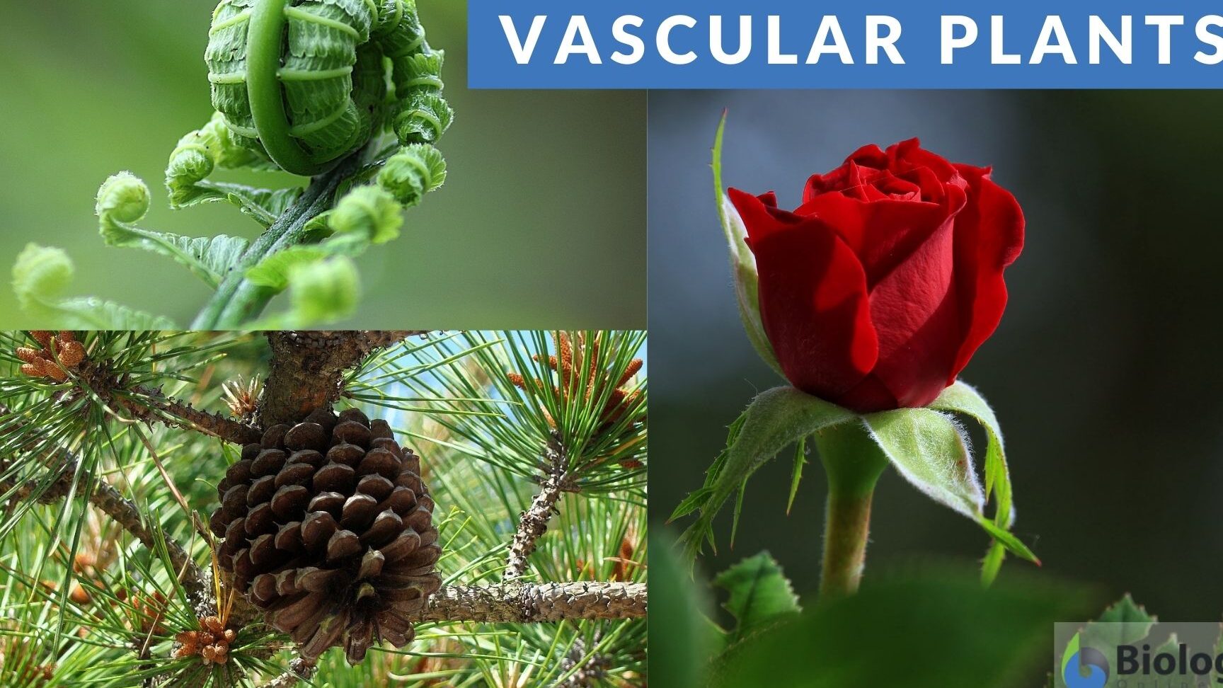 11 diferencias clave entre plantas vasculares y no vasculares