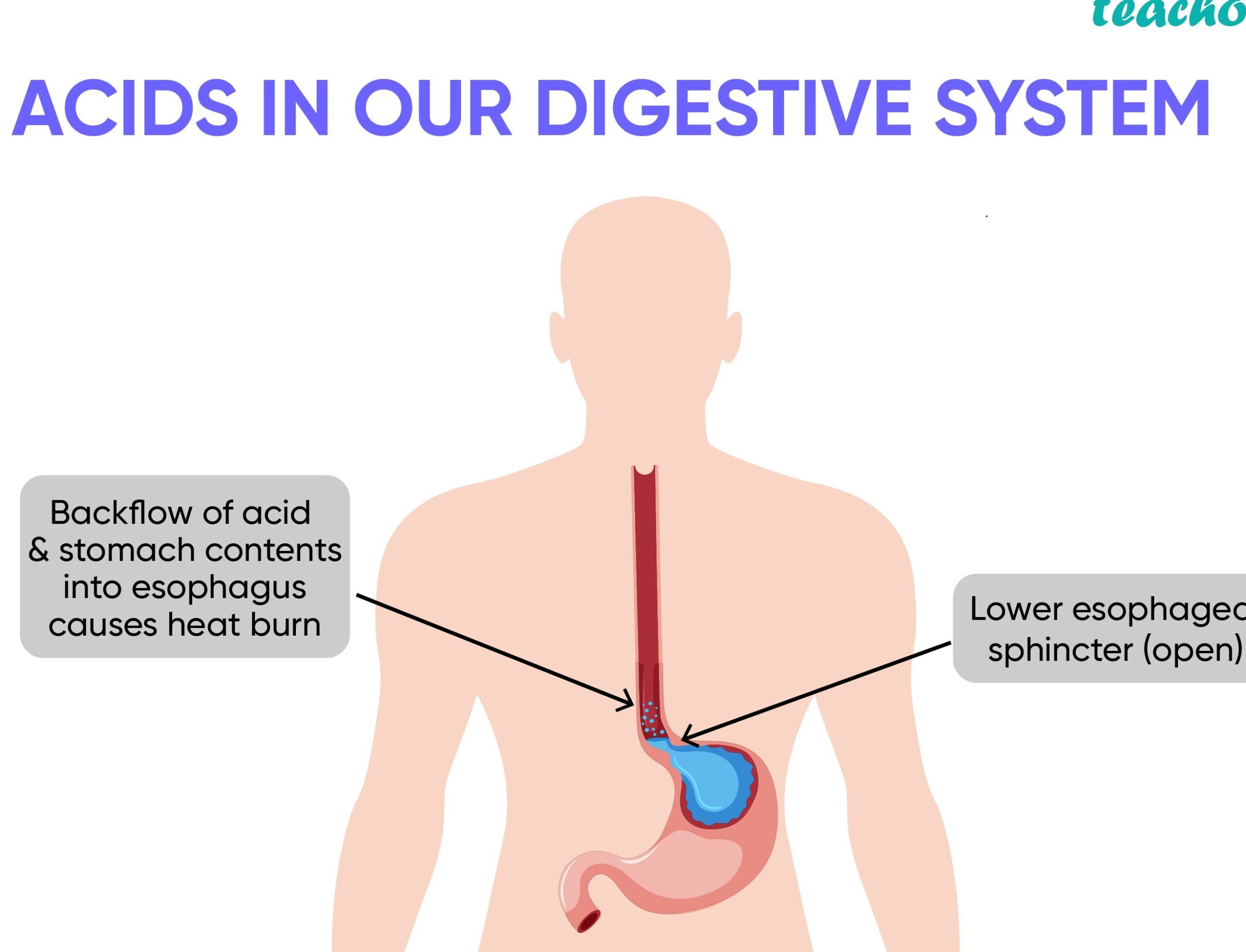 11Diferencias entre ácido y base (con tabla) 11Diferencias entre ácido y base (con tabla)
