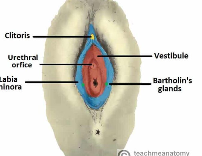 12 diferencias principales entre la uretra masculina y femenina con tabla 12 diferencias principales entre la uretra masculina y femenina con tabla