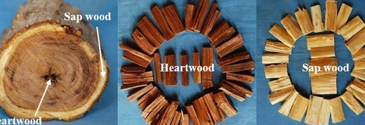 13 Diferencia entre albura y duramen con mesa