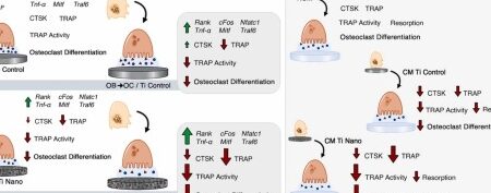 13 Diferencias entre Osteoblasto y Osteoclasto (Con Tabla)