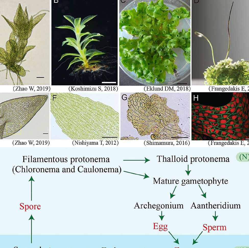 13 Principales diferencias entre hepáticas y musgos con similitudes