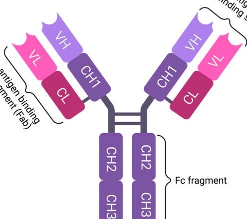 14 Diferencia mágica entre IgM e IgG con tabla de comparación