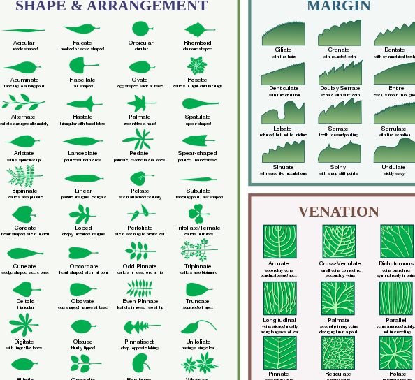 15 Diferencia entre tallos y raíces con tabla 15 Diferencia entre tallos y raíces con tabla