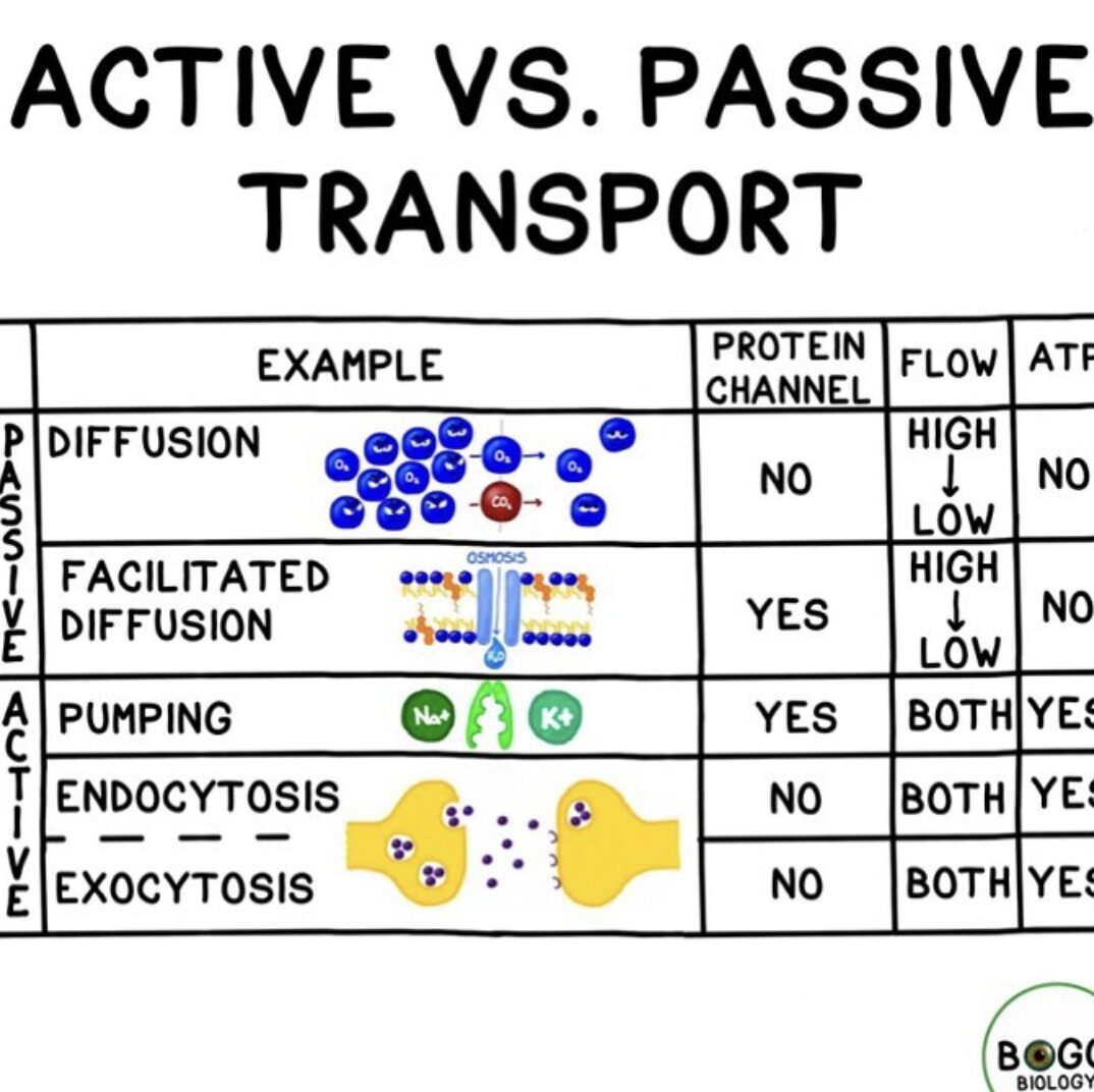 15 Diferencia entre Transporte Activo y Pasivo (Con Tabla)