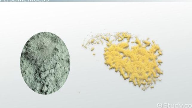 15 diferencias cruciales entre moho y hongos (con tabla)