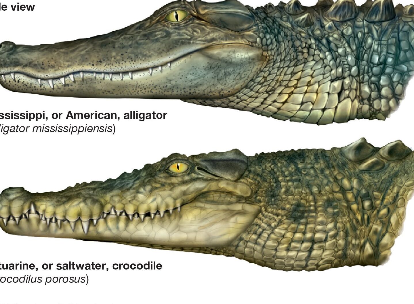 15 diferencias principales entre caimán y cocodrilo