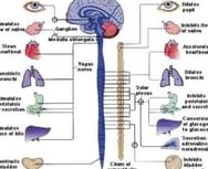 20 Diferencias entre el Sistema Nervioso Simpático y Parasimpático