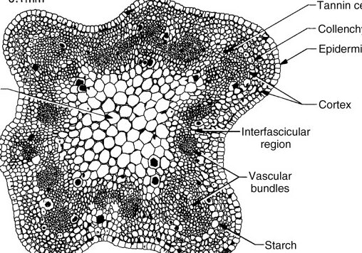 20 diferencias entre raíz dicotiledónea y raíz monocotiledónea (con tabla) 20 diferencias entre raíz dicotiledónea y raíz monocotiledónea (con tabla)