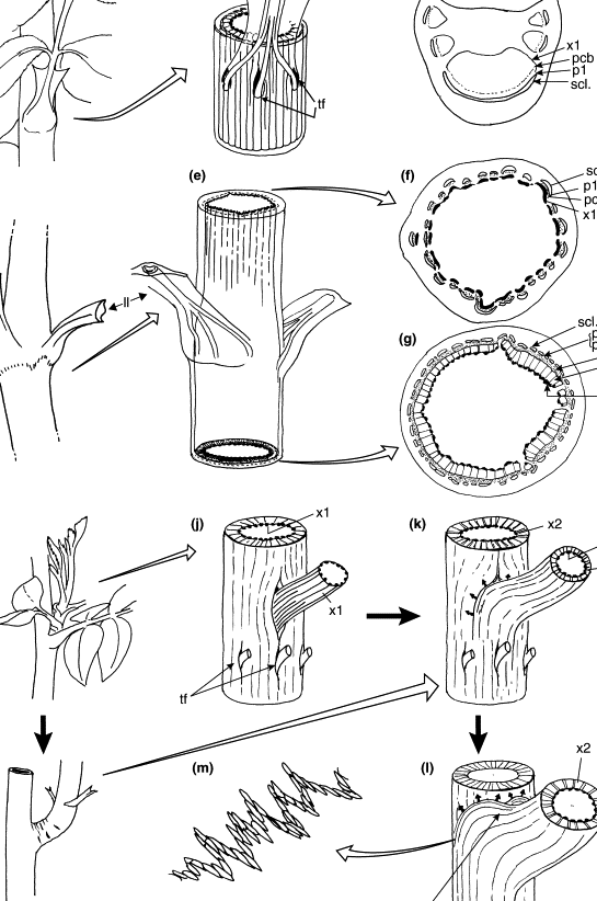 20 diferencias entre xilema y floema (con tabla)