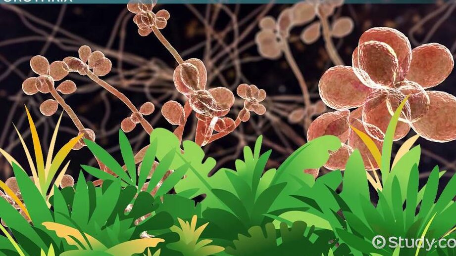 23 Diferencias entre Mohos y Levaduras(Con Tabla) 23 Diferencias entre Mohos y Levaduras(Con Tabla)