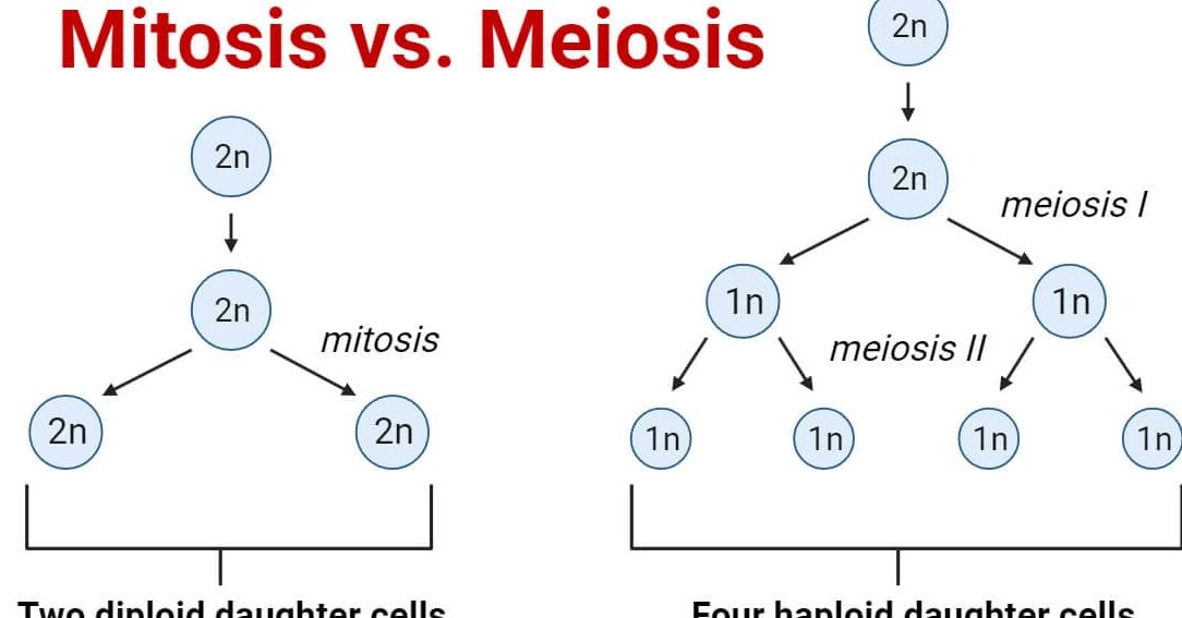 25 Diferencia notable entre mitosis y meiosis