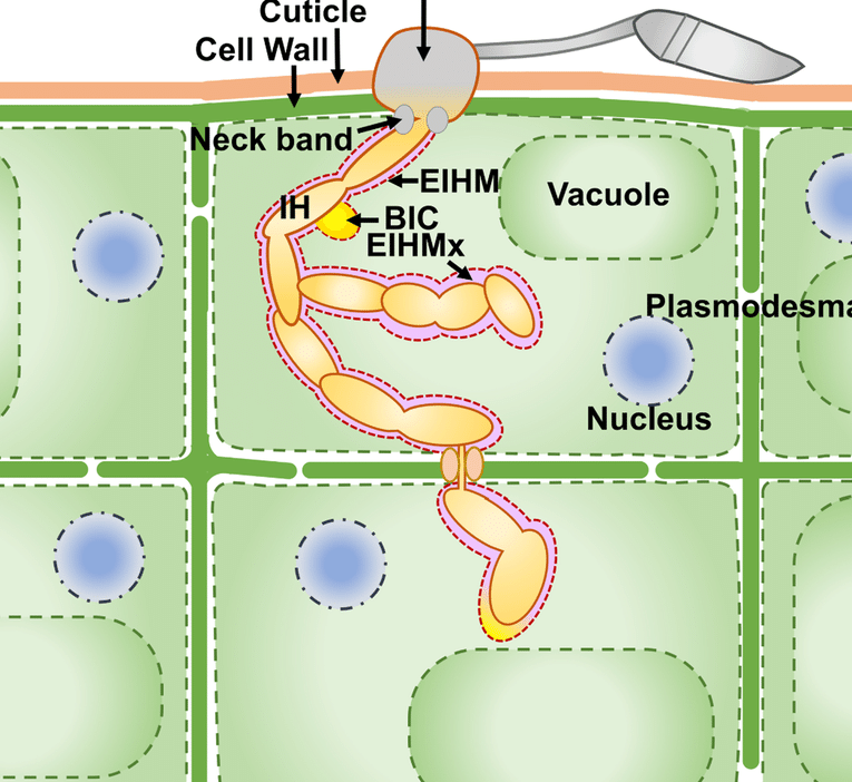 4 Gran diferencia entre la presión de turgencia y la presión de la pared con la tabla
