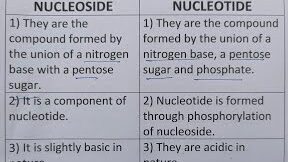 5 Principales diferencias entre nucleósido y nucleótido