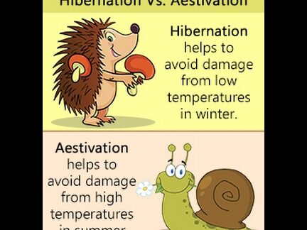 6 Diferencia crucial entre hibernación y estivación 6 Diferencia crucial entre hibernación y estivación