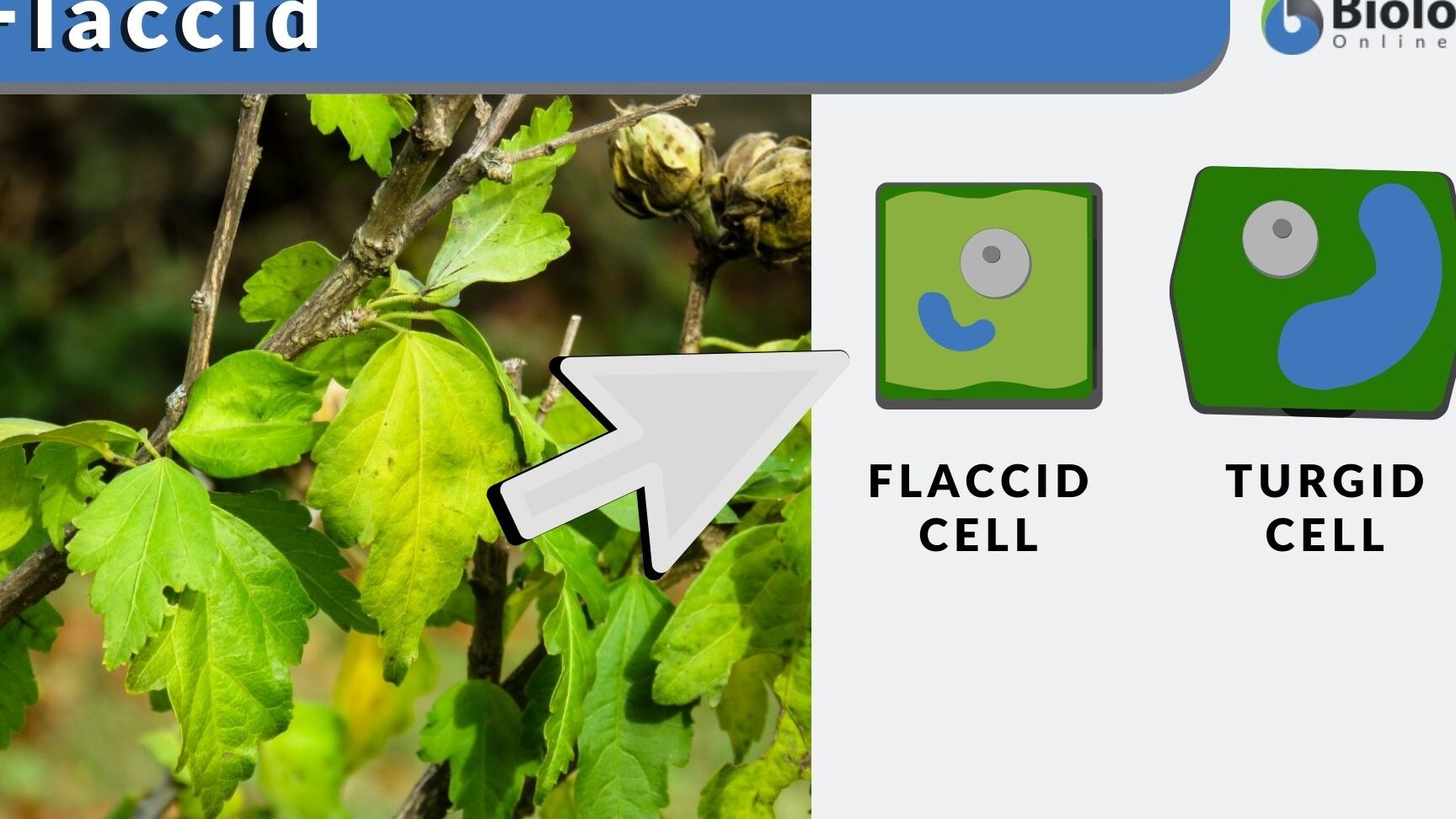 7 Diferencia clave entre la turgencia y la flacidez con la tabla