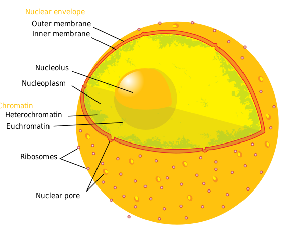 7 Diferencia crucial entre citosol y citoplasma 7 Diferencia crucial entre citosol y citoplasma