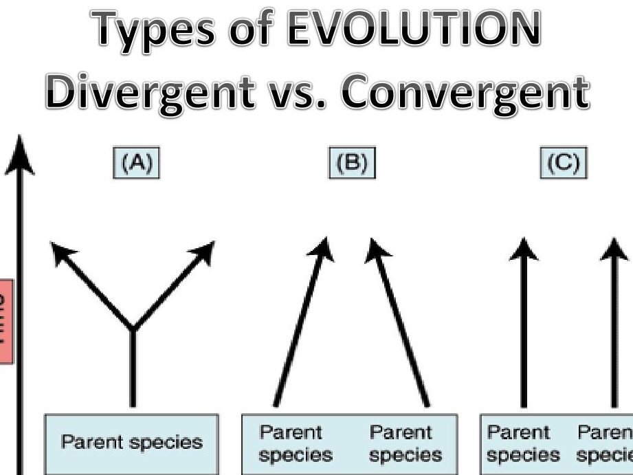 7 Diferencia crucial entre evolución convergente y divergente