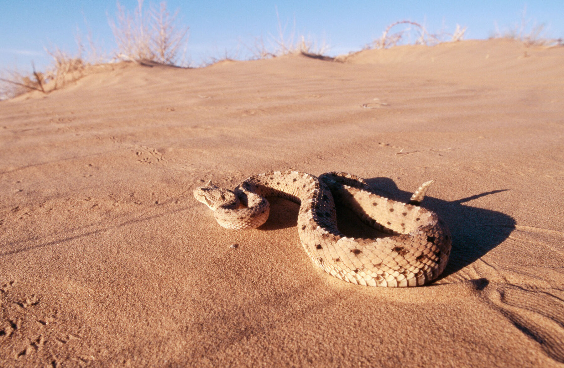 8 Diferencia básica entre factores abióticos y bióticos 8 Diferencia básica entre factores abióticos y bióticos