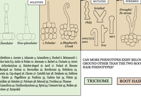 8 Diferencia entre pelo de raíz y pelo de tallo con tabla 8 Diferencia entre pelo de raíz y pelo de tallo con tabla