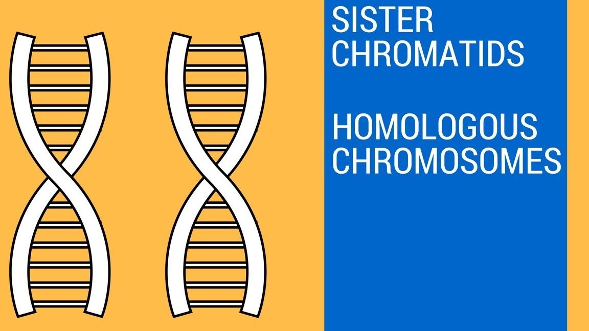 8 Diferencia honesta entre cromátida y cromosoma 8 Diferencia honesta entre cromátida y cromosoma