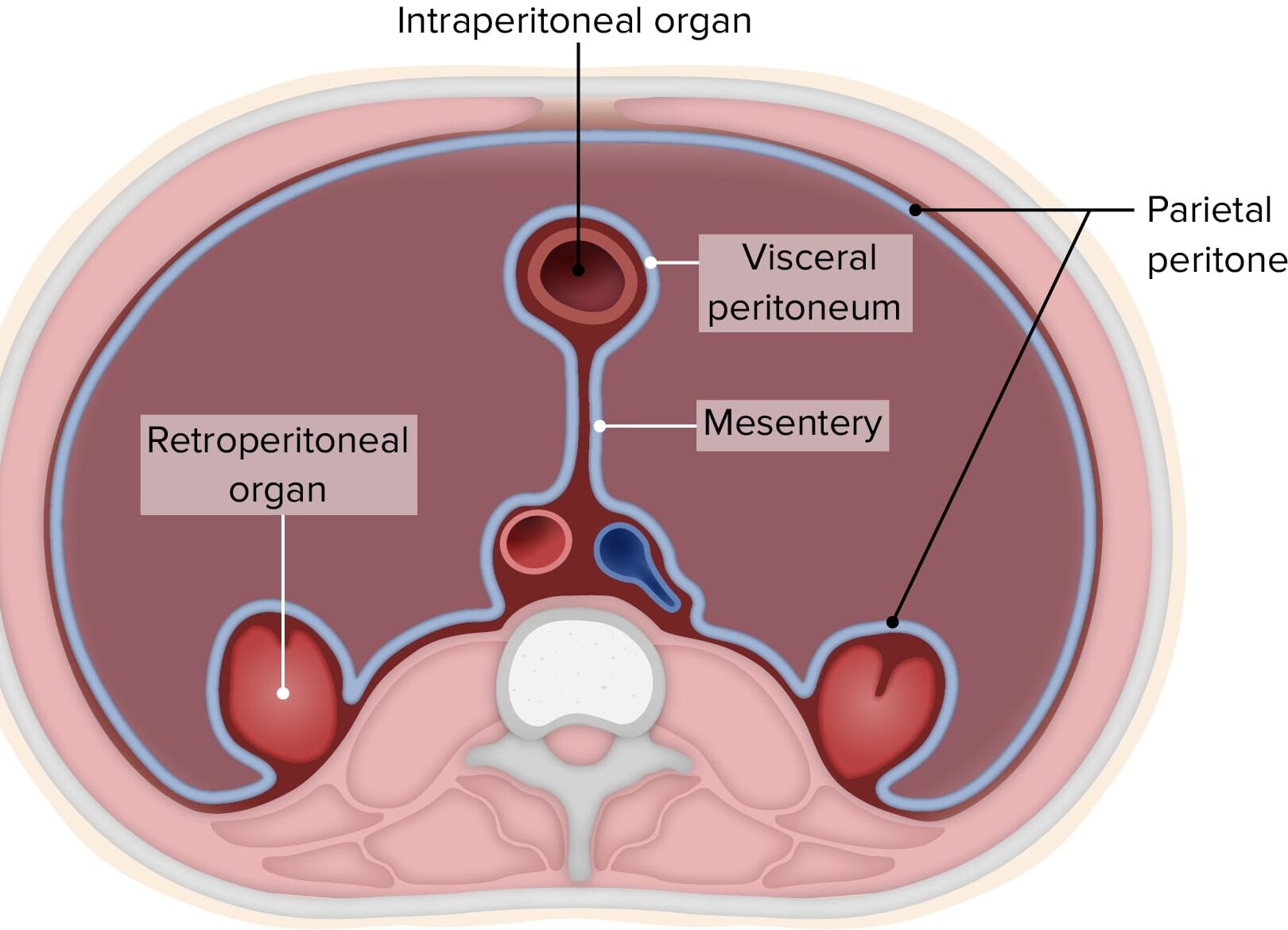 8 Diferencia importante entre Serosa y Adventitia con tabla