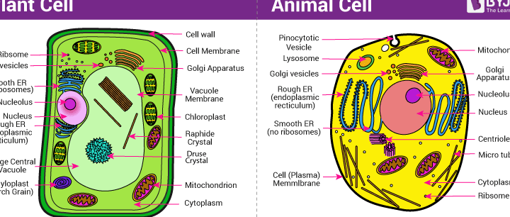 8 diferencias interesantes entre la vacuola vegetal y animal con imágenes 8 diferencias interesantes entre la vacuola vegetal y animal con imágenes