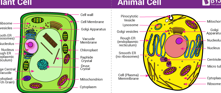 8 diferencias interesantes entre la vacuola vegetal y animal con imágenes