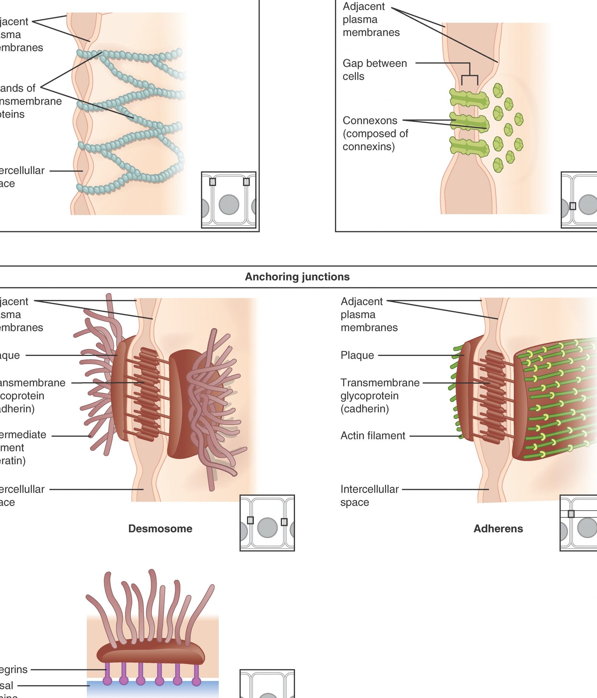 8 Gran diferencia entre células y tejidos en forma tabular 8 Gran diferencia entre células y tejidos en forma tabular