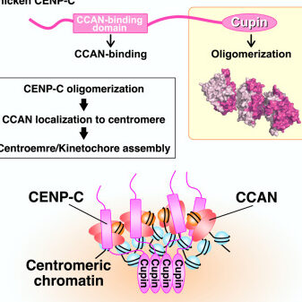 9 Diferencia crucial entre centrómero y cinetocoro 9 Diferencia crucial entre centrómero y cinetocoro
